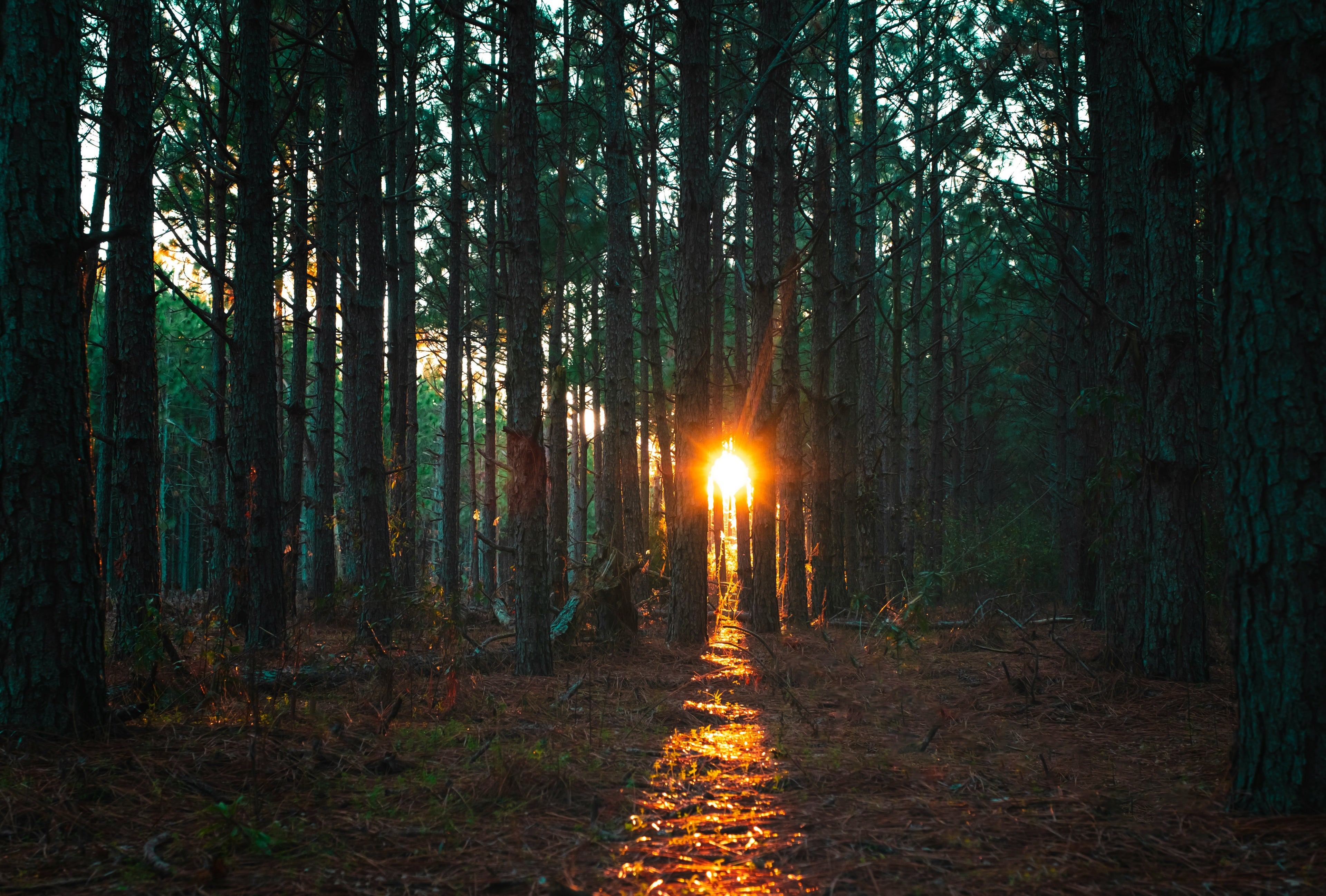 sunlight through trees 